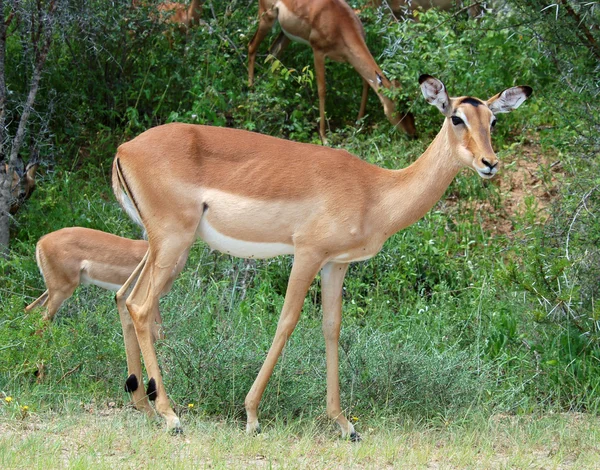 Dzikie zwierzęta: Impala — Zdjęcie stockowe