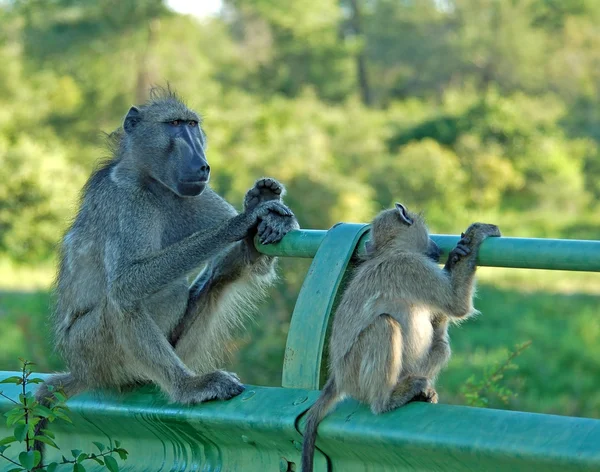 아프리카 야생 동물: 원숭이 — 스톡 사진