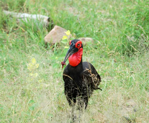Afrikanska fåglar: Ground Hornbill — Stockfoto