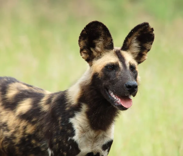 アフリカの野生の犬 — ストック写真