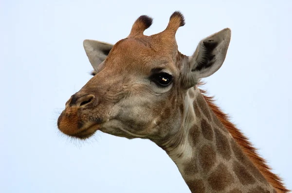 Afrika'da zürafa — Stok fotoğraf