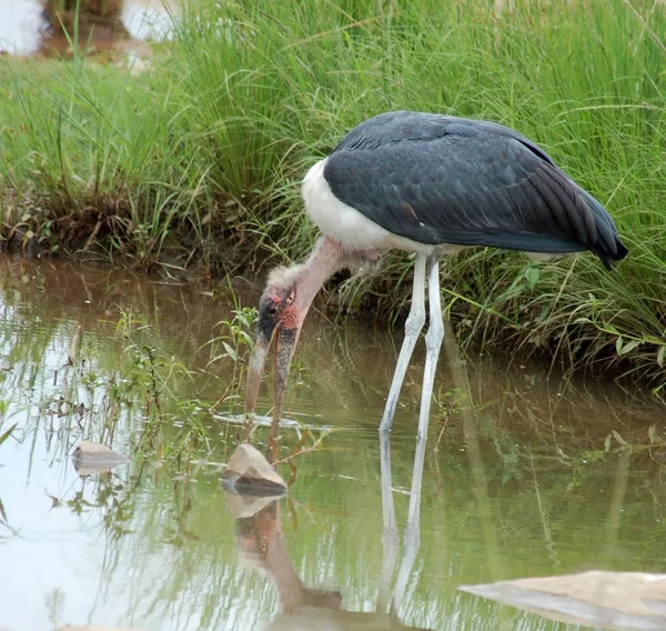 Marabou stork — Stock Photo, Image