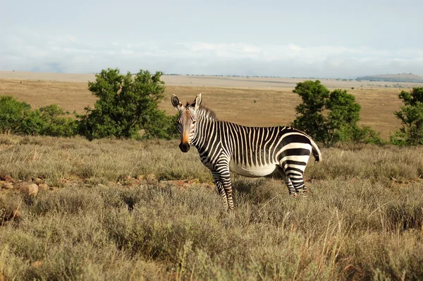 Cape mountain zebra (equus zebra)) — Stockfoto