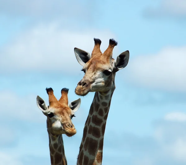 Žirafa v Africe — Stock fotografie