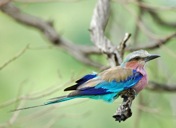 Ptaki Afryki — Zdjęcie stockowe