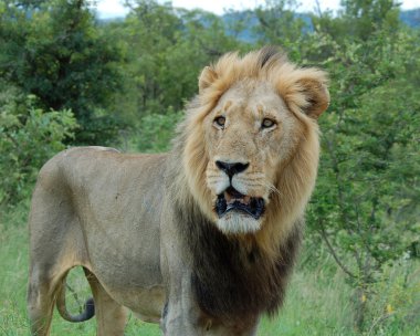 Aslan (Panthera leo)