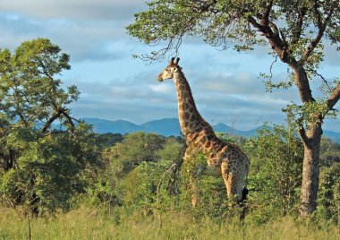 Giraffe in Africa clipart