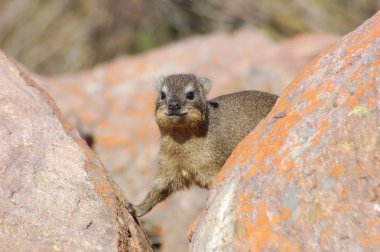 Cape Hyrax, or Rock Hyrax clipart