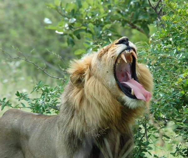 Aslan (Panthera leo) — Stok fotoğraf