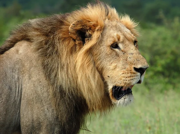 Африканський лев — стокове фото