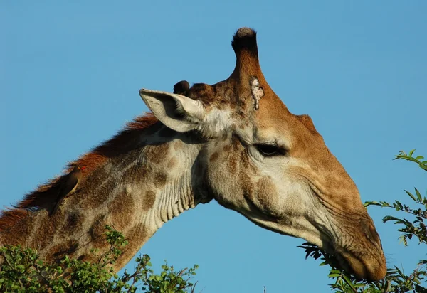 Жираф в Африке — стоковое фото