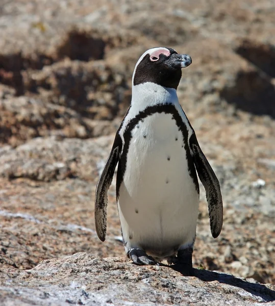 Пингвин, придурок. — стоковое фото