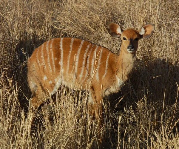 Nyala antilop — Stock Fotó