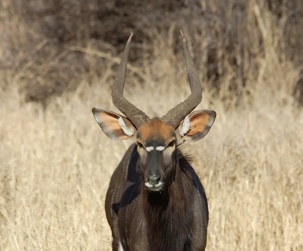 Antilopy nyaly — Stock fotografie