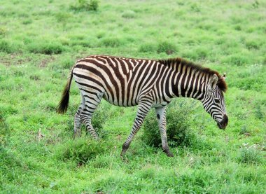 Burchell 'in Zebra' sı Afrika 'da