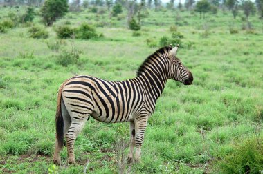 Burchell's Zebra in Africa clipart