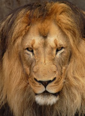 Lion (Panthera leo) clipart