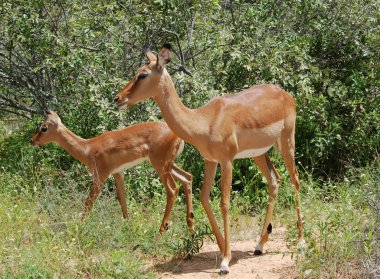 Wildlife: Impala clipart