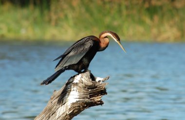 BirdLife Afrika: Afrika Pasifik'ten oğlan