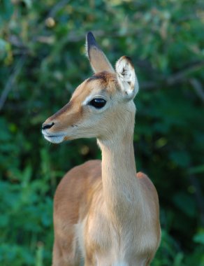 Impala Antelope clipart