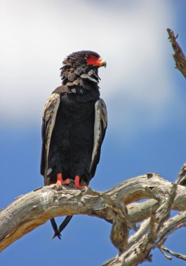 bateleur kartalı