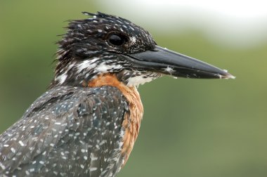 Giant Kingfisher clipart