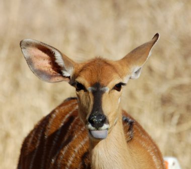 Nyala Antelope clipart