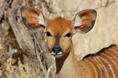 Nyala Antelope clipart