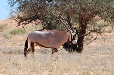 gemsbok antilop