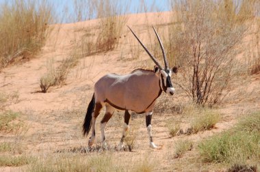 Gemsbok Antelope clipart