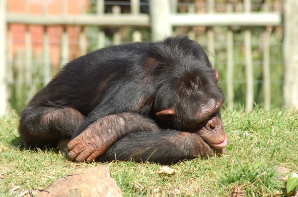 stock image Chimpanzee