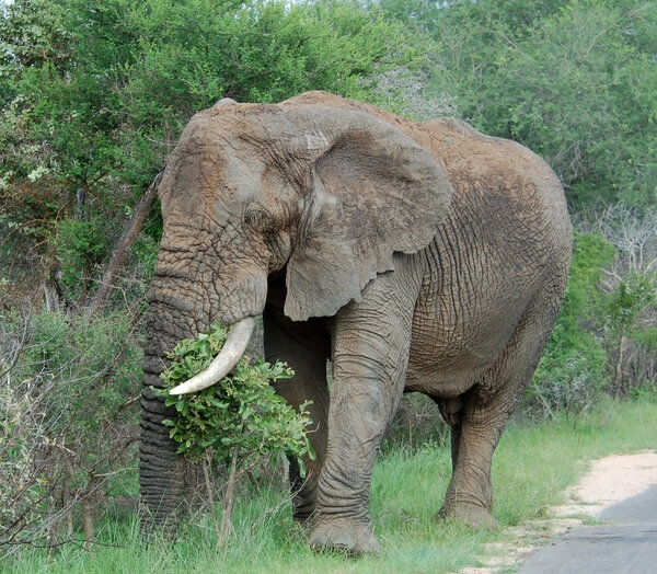 Wildlife: African Elephant