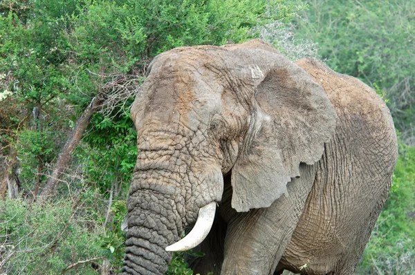 Dieren in het wild: Afrikaanse olifant — Stockfoto