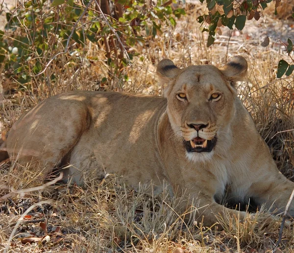African WildlifeLion — Fotografie, imagine de stoc