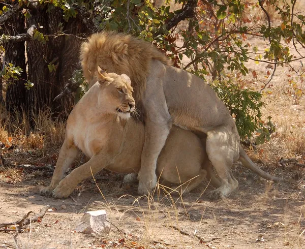 African Lions mating — Stock Photo, Image