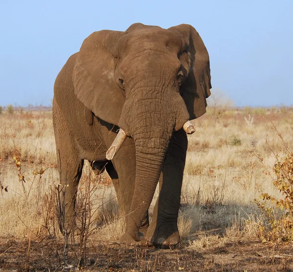 Дикая природа: африканский слон — стоковое фото