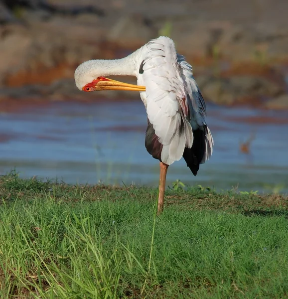Yellowbilled Stork — Stock Photo, Image