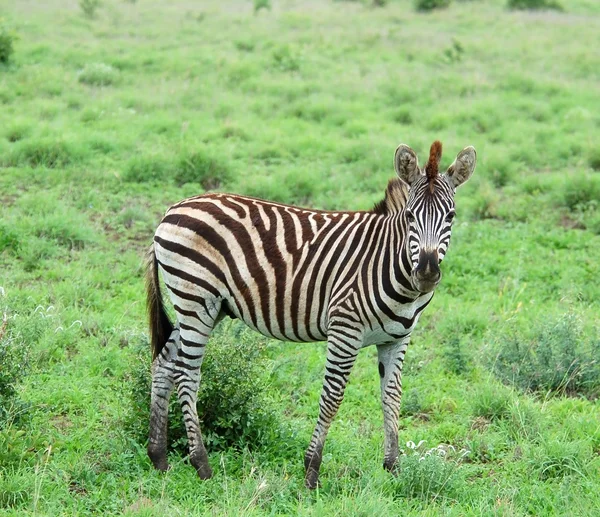 Burchell zebrája Afrikában — Stock Fotó