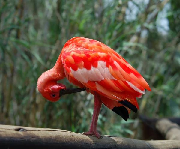 Escarlate Ibis — Fotografia de Stock