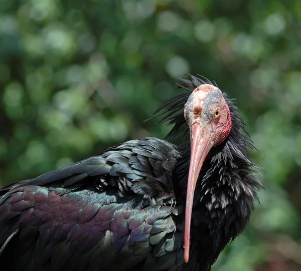 Ibis calvo del sur —  Fotos de Stock