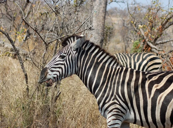 De Burchell Zebra — Stockfoto