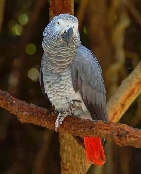 Papoušek šedý — Stock fotografie