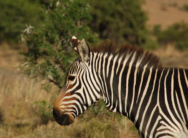 Cabo Mountain Zebra (Equus zebra) — Fotografia de Stock