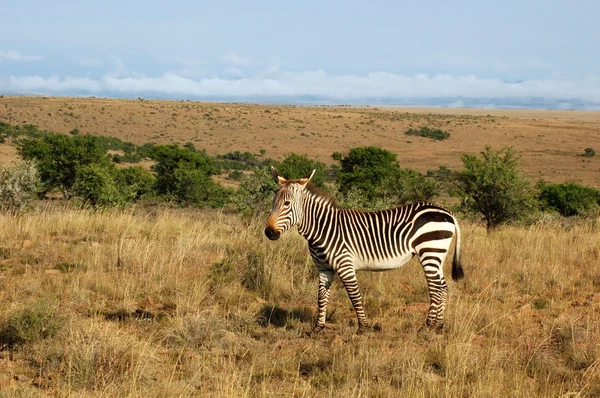Zebra della montagna del Capo (Equus zebra ) — Foto Stock