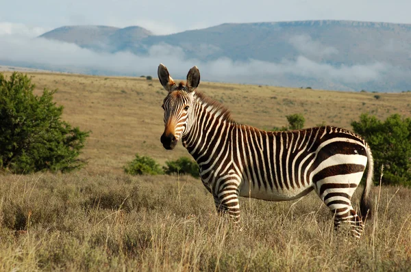 Kapberg-Zebra — Stockfoto