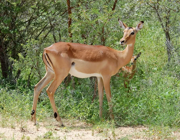 Africa Fauna selvatica: Impala — Foto Stock