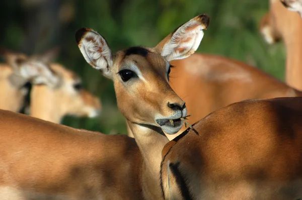 Dieren in het wild: Impala — Stockfoto