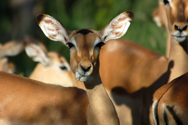 Импала антилопа — стоковое фото