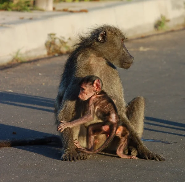 stock image Baboon in Africa