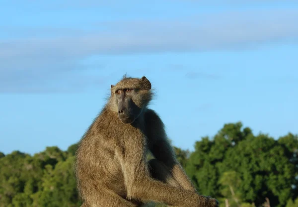 África Vida selvagem: babuíno — Fotografia de Stock
